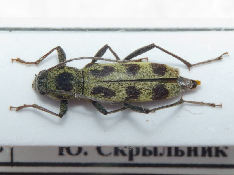 Chlorophorus herbstii (Brahm, 1790)